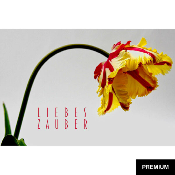 Wilko van Oostrum #96 | Tulpe Flaming Parrot, Fotografie, Valentinstag
