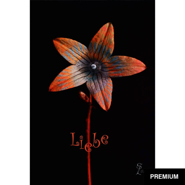 Ole Spannagel #21 | Glockenblume; digitale Collage, Valentinstag